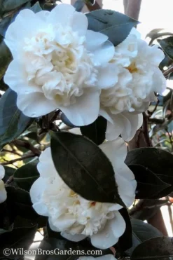 Fifth Avenue White Camellia Japonica - 3 Gallon Pot -Lawn Starter Shop Camellia fifth avenue 20