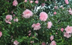 Cotton Candy Camellia Sasanqua - 3 Gallon Pot -Lawn Starter Shop CamelliaCottonCandy 2 1