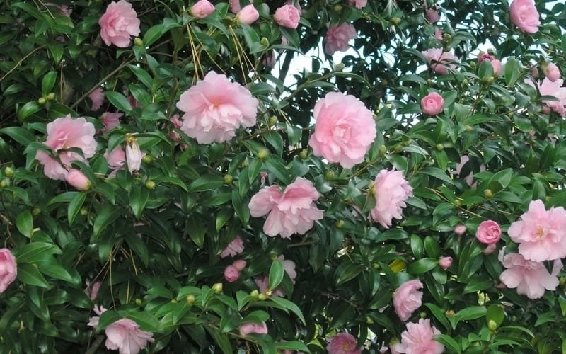 Cotton Candy Camellia Sasanqua - 6 Pack Of 1 Gallon Pots 4 Cotton Candy Camellia Sasanqua - 6 Pack Of 1 Gallon Pots - Image 4