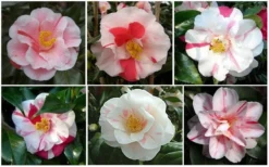 Lady Vansittart Multicolor Camellia Japonica - 3 Gallon Pot -Lawn Starter Shop CamelliaLadyVasittart 2 1