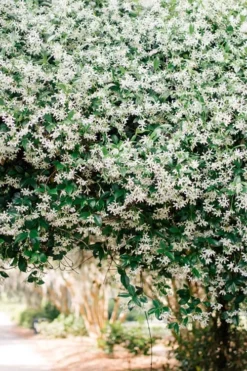 Madison Confederate Jasmine - 1 Gallon Pot -Lawn Starter Shop Campsis Madame Galen 18