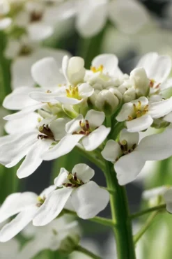 Tahoe Candytuft - Iberis Sempervirens - 10 Count Flat Of Quart Pots -Lawn Starter Shop Candytuft Tahoe 1
