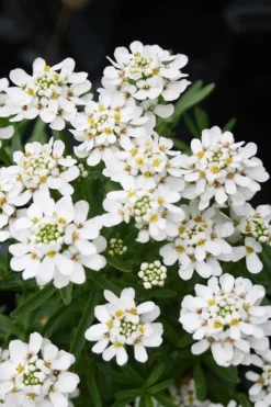 Tahoe Candytuft - Iberis Sempervirens - 10 Count Flat Of Quart Pots -Lawn Starter Shop Candytuft Tahoe 2