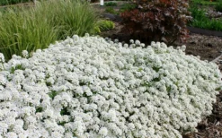 Tahoe Candytuft - Iberis Sempervirens - 10 Count Flat Of Quart Pots -Lawn Starter Shop Candytuft Tahoe 3