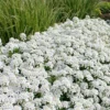 Tahoe Candytuft - Iberis Sempervirens - 10 Count Flat Of Quart Pots