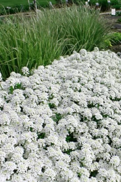 Tahoe Candytuft - Iberis Sempervirens - 10 Count Flat Of Quart Pots -Lawn Starter Shop Candytuft Tahoe 5
