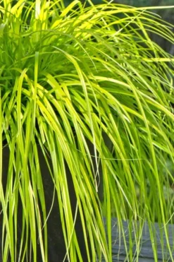Evercolor 'Everillo' Carex - 5 Pack Of Quart Pots -Lawn Starter Shop Carex Everillo 500x750 1