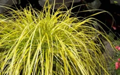 Evercolor 'Everillo' Carex - 5 Pack Of Quart Pots -Lawn Starter Shop Carex Everillo Plant 1