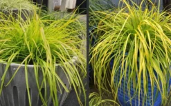 Evercolor 'Everillo' Carex - 5 Pack Of Quart Pots -Lawn Starter Shop Carex Everillo Plant Containers