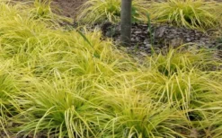 Evercolor 'Everillo' Carex - 5 Pack Of Quart Pots -Lawn Starter Shop Carex Everillo Plant Patch