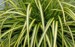 Evercolor Eversheen Carex - 5 Pack Of Quart Pots -Lawn Starter Shop Carex Eversheen 1