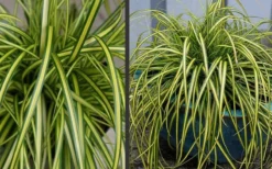 Evercolor Eversheen Carex - 5 Pack Of Quart Pots -Lawn Starter Shop Carex Eversheen 2