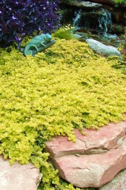 Golden Creeping Jenny - Lysimachia Nummularia Aurea - 5 Pack Of Pint Pots -Lawn Starter Shop Creeping Jenny 20 1