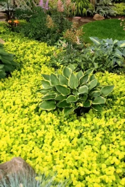 Golden Creeping Jenny - Lysimachia Nummularia Aurea - 5 Pack Of Pint Pots -Lawn Starter Shop Creeping Jenny 21 1