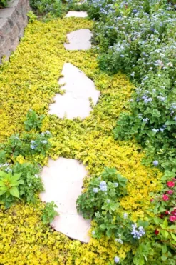 Golden Creeping Jenny - Lysimachia Nummularia Aurea - 5 Pack Of Pint Pots -Lawn Starter Shop Creeping Jenny 25 1