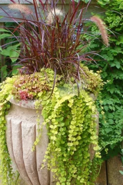 Golden Creeping Jenny (Lysimachia Nummularia 'Aurea') - 5 Pack Of Quart Pots -Lawn Starter Shop Creeping Jenny 26