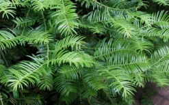 Creeping Japanese Plum Yew (Cephalotaxus Harringtonia 'Prostrata') - 7 Gallon Pot -Lawn Starter Shop Creeping japanese Plum Yew 1 3