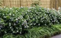 Eternal Fragrance Pink Summer Daphne - Daphne X Transatlantica 'BLAFRA' - 2 Gallon Pot -Lawn Starter Shop Daphne Eternal Fragrance 6