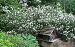 Summer Ice Daphne - 1 Gallon Pot -Lawn Starter Shop Daphne Summer Ice 4