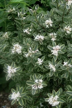 Summer Ice Daphne - 1 Gallon Pot -Lawn Starter Shop Daphne Summer Ice 6