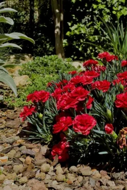 Super Trouper Velvet Red Dianthus (Carnation) - 5 Pack Of Quart Pots -Lawn Starter Shop Dianthus Super Trouper Velvet Red 1