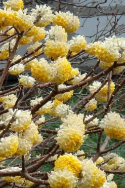 Edgeworthia Chrysantha - Paper Bush - 5 Gallon Pot -Lawn Starter Shop Edgeworthia 4 500x700 1