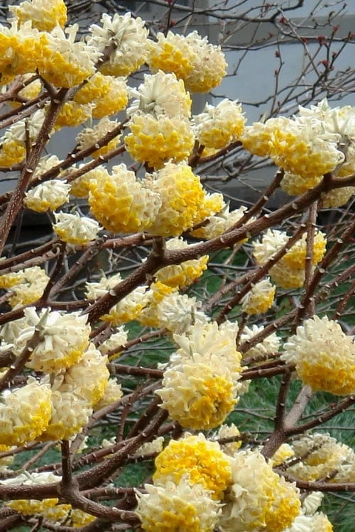 Winter Gold Edgeworthia Chrysantha (Paper Bush) - 1 Gallon Pot 4 Winter Gold Edgeworthia Chrysantha (Paper Bush) - 1 Gallon Pot - Image 4