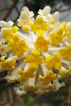 Edgeworthia Chrysantha - Paper Bush - 5 Gallon Pot -Lawn Starter Shop Edgeworthia BS