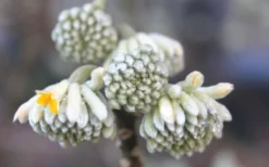 Winter Gold Edgeworthia Chrysantha (Paper Bush) - 1 Gallon Pot 20 Winter Gold Edgeworthia Chrysantha (Paper Bush) - 1 Gallon Pot -Lawn Starter Shop Edgeworthia Flower Buds 1