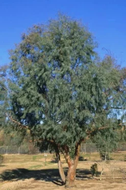 Angus Cold Hardy Eucalyptus Tree (Eucalyptus Nicholii) - 3 Quart Pot -Lawn Starter Shop Eucalyptus Angus 17 1