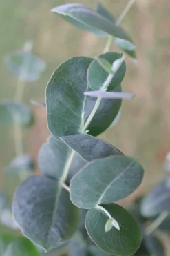 Big O Cold Hardy Eucalyptus Tree (Eucalyptus Neglecta) - 5 Gallon Pot (4-5') 15 Big O Cold Hardy Eucalyptus Tree (Eucalyptus Neglecta) - 5 Gallon Pot (4-5') -Lawn Starter Shop Eucalyptus Big O 3 500x750 1
