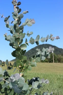 Big O Cold Hardy Eucalyptus Tree (Eucalyptus Neglecta) - 3 Quart Pot -Lawn Starter Shop Eucalyptus Big O Cold 2 500x750 3