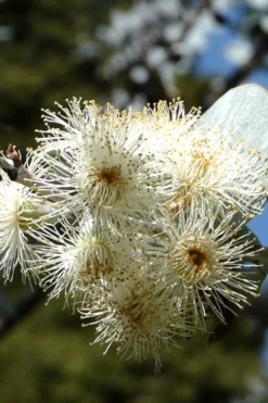 Bluey Cold Hardy Eucalyptus Tree (Eucalyptus Pulverulenta) - 1 Gallon Pot -Lawn Starter Shop Eucalyptus Bluey 6 1