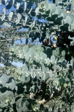 Bluey Cold Hardy Eucalyptus Tree (Eucalyptus Pulverulenta) - 1 Gallon Pot -Lawn Starter Shop Eucalyptus Bluey 8 1
