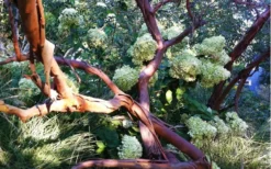 Funky Monkey Cold Hardy Eucalyptus Tree (Eucalyptus Parvula) - 2 Gallon Pot -Lawn Starter Shop Eucalyptus Funky Monkey Branches 3