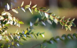 Funky Monkey Cold Hardy Eucalyptus Tree (Eucalyptus Parvula) - 2 Gallon Pot -Lawn Starter Shop Eucalyptus Funky Monkey Leaves 3