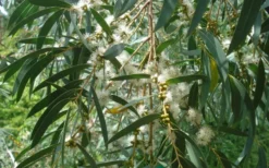 Funky Monkey Cold Hardy Eucalyptus Tree (Eucalyptus Parvula) - 1 Gallon Pot -Lawn Starter Shop Eucalyptus Funky Monkey Leaves Mature 1