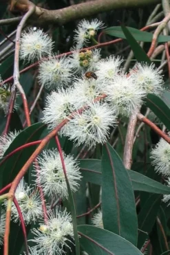 Jersey Girl Cold Hardy Eucalyptus Tree (Eucalyptus Macarthurii) - 3 Quart Pot -Lawn Starter Shop Eucalyptus Jersey Girl 1 5