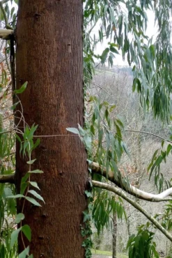 Jersey Girl Cold Hardy Eucalyptus Tree (Eucalyptus Macarthurii) - Quart Pot -Lawn Starter Shop Eucalyptus Jersey Girl 2 4