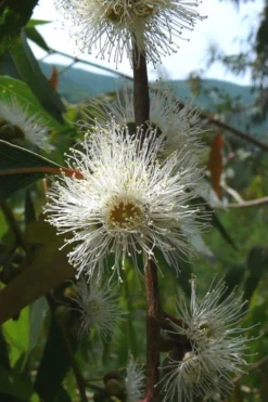 Jersey Girl Cold Hardy Eucalyptus Tree (Eucalyptus Macarthurii) - Quart Pot -Lawn Starter Shop Eucalyptus Jersey Girl 4 4