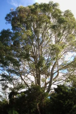 Jersey Girl Cold Hardy Eucalyptus Tree (Eucalyptus Macarthurii) - 1 Gallon Pot -Lawn Starter Shop Eucalyptus Jersey Girl 6 2