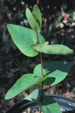 Jersey Girl Cold Hardy Eucalyptus Tree (Eucalyptus Macarthurii) - 1 Gallon Pot -Lawn Starter Shop Eucalyptus Jersey Girl 7 2