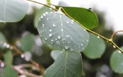 Lucky Country Cold Hardy Eucalyptus Tree (Eucalyptus Camphora) - Quart Pot -Lawn Starter Shop Eucalyptus Lucky Country 2 2