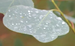 Lucky Country Cold Hardy Eucalyptus Tree (Eucalyptus Camphora) - 3 Gallon Pot -Lawn Starter Shop Eucalyptus Lucky Country 3 3