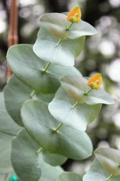 Luna Cold Hardy Eucalyptus Tree (Eucalyptus Perriniana) - 2 Gallon Pot -Lawn Starter Shop Eucalyptus Luna 1 2
