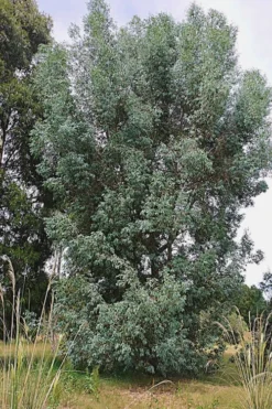 Luna Cold Hardy Eucalyptus Tree (Eucalyptus Perriniana) - 3 Gallon Pot -Lawn Starter Shop Eucalyptus Luna 5 3