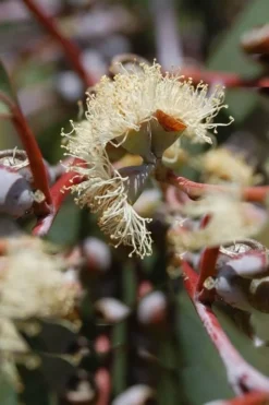 Luna Cold Hardy Eucalyptus Tree (Eucalyptus Perriniana) - 2 Gallon Pot -Lawn Starter Shop Eucalyptus Luna 6 2