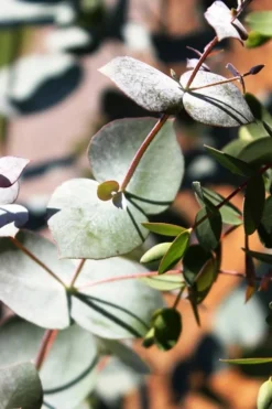 Maggie Cold Hardy Eucalyptus Tree (Eucalyptus Nova Anglica) - 2 Gallon Pot -Lawn Starter Shop Eucalyptus Maggie 10 3