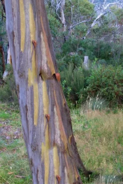 Sheila Cold Hardy Eucalyptus Tree (Eucalyptus Stellulata) - 1 Gallon Pot -Lawn Starter Shop Eucalyptus Sheila 10 3