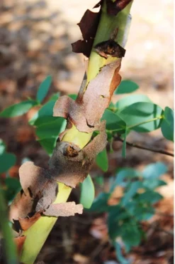 Sheila Cold Hardy Eucalyptus Tree (Eucalyptus Stellulata) - 3 Gallon Pot -Lawn Starter Shop Eucalyptus Sheila 9 2